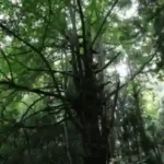 柏崎で自然素材の家づくり